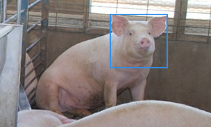 农场猪只检测数据集
