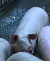 农场猪只检测数据集