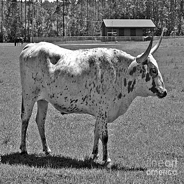 牲畜数据集(猪羊牛马)