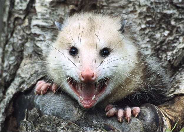 家禽猎食者检测数据集