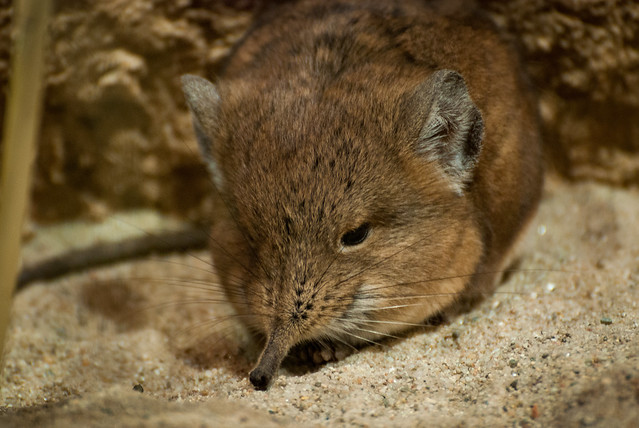 家禽猎食者检测数据集