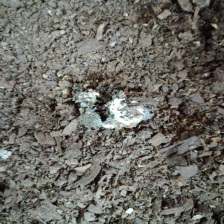 鸡病害图像数据集