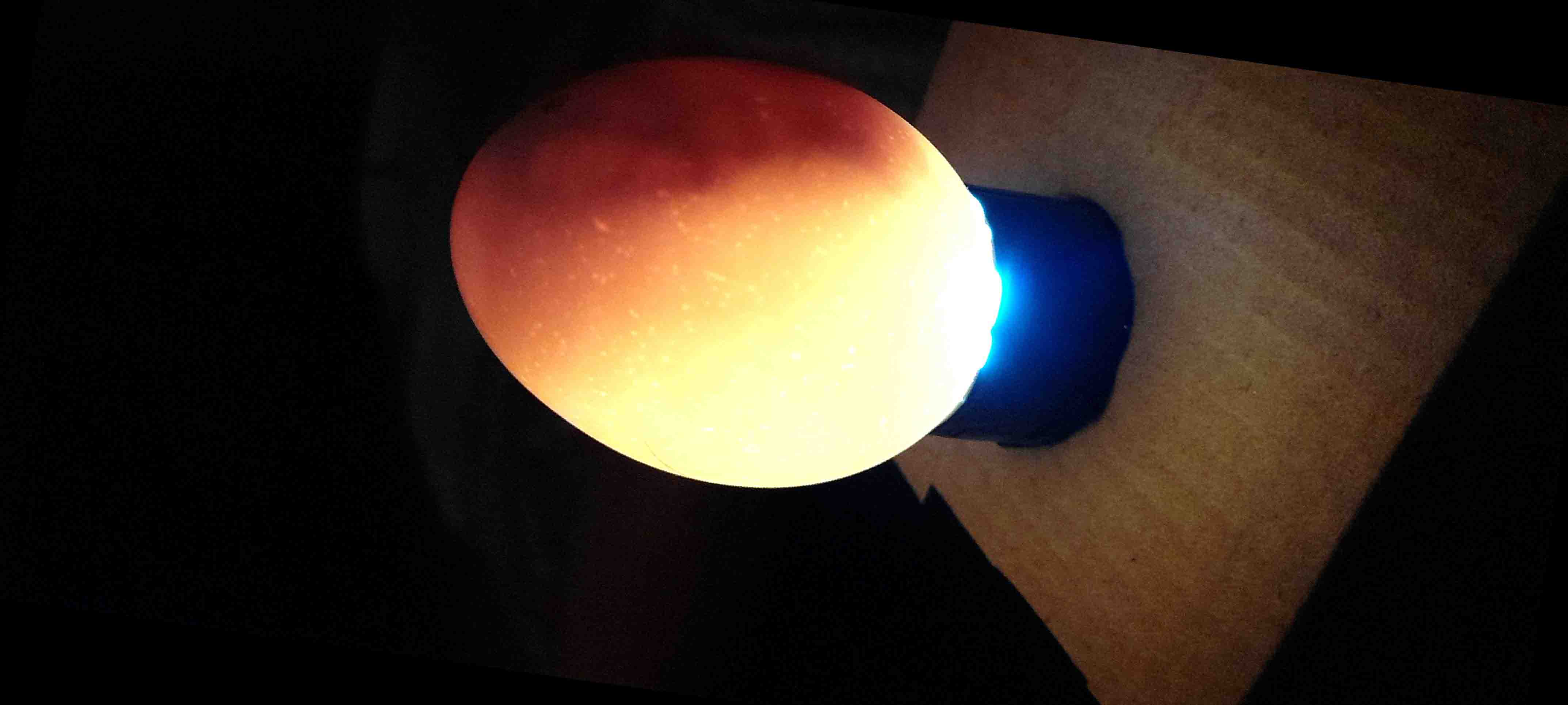 鸡蛋品质分析数据集