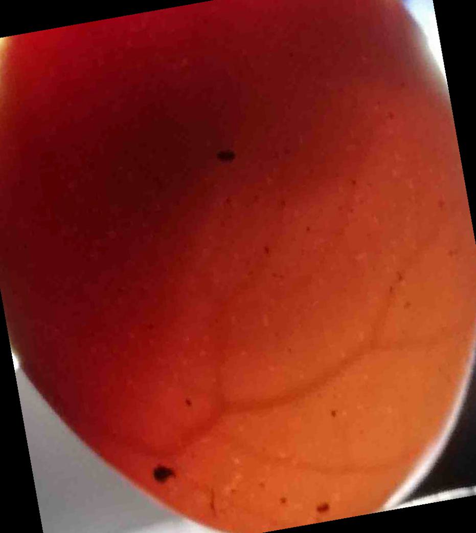 鸡蛋品质分析数据集