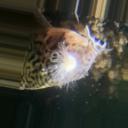 淡水鱼疾病数据集