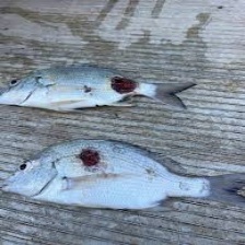 淡水鱼疾病数据集