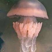 水母类型数据集