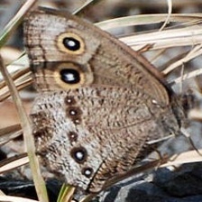 蝴蝶图像分类数据集