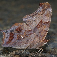 蝴蝶图像分类数据集