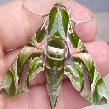 蝴蝶飞蛾100种分类数据集