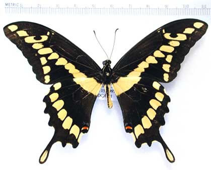 蝴蝶图像数据集