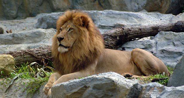 哺乳动物分类数据集