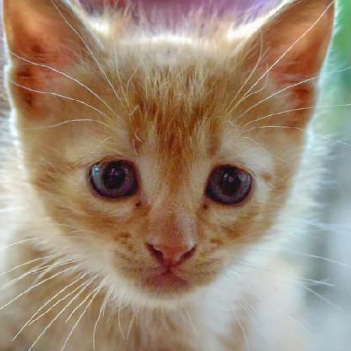 5种哺乳动物数据集