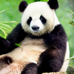 熊猫或熊图像分类数据集