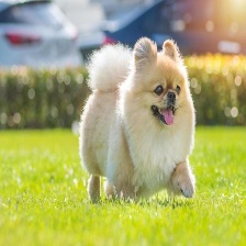 动物数据集(含熊)