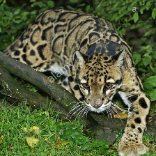 10大野生猫科动物数据集