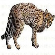 10大野生猫科动物数据集