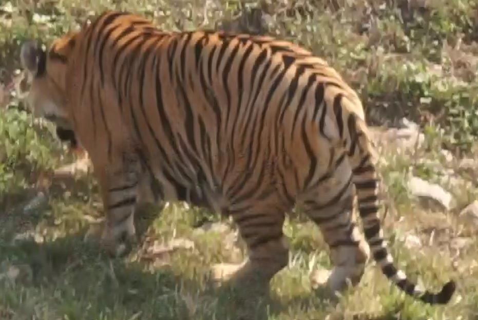 阿穆尔虎重识别数据集