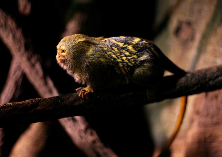 10种猴子物种数据集