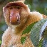 猴子图像数据集