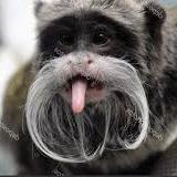 猴子图像数据集