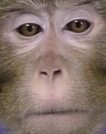 猴子图像数据集2