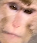 猴子图像数据集2