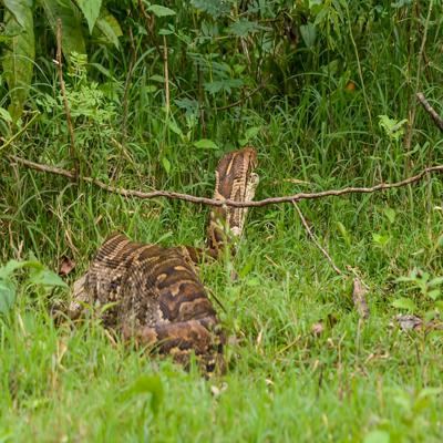 印度蛇类数据集
