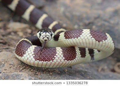 蛇品种识别数据集