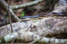 蛇品种识别数据集