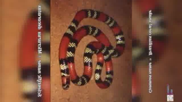 蛇类图像分类数据集