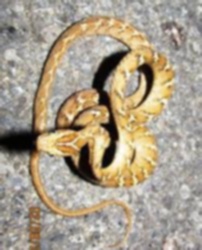 蛇类图像分类数据集