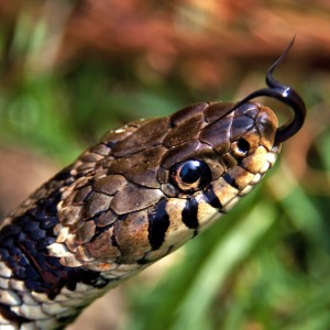 爬行两栖动物数据集2