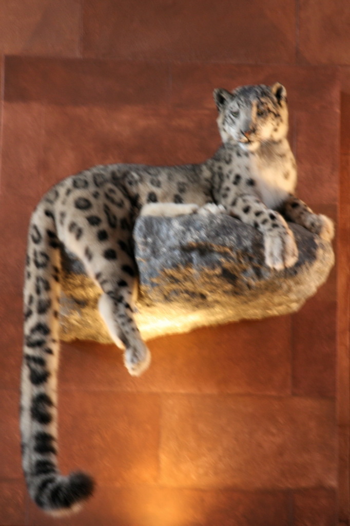 狮子与猎豹图像分类数据集