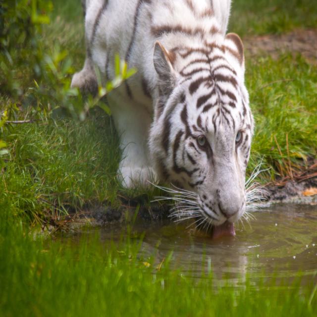 YOLO虎狮标注检测数据集