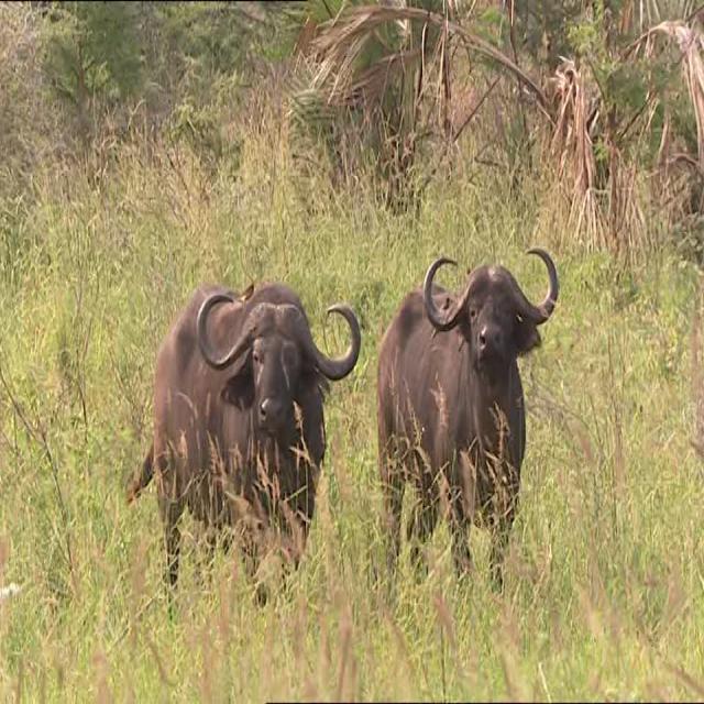 多类动物检测数据集