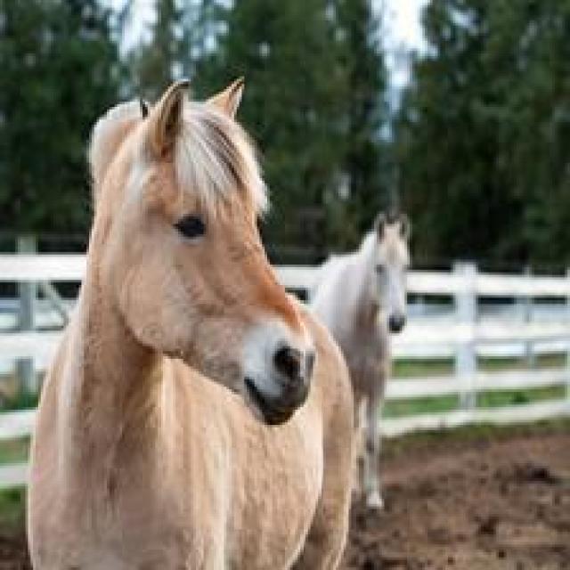 多类动物检测数据集