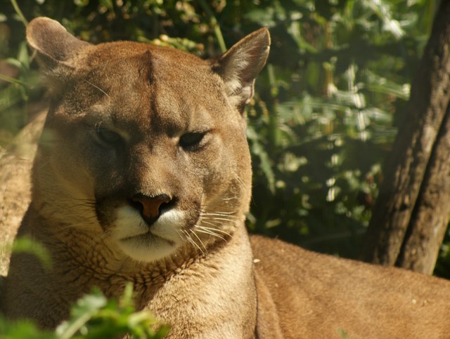 猫科动物物种识别数据集