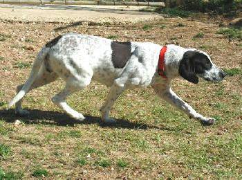 猫狗熊猫图像数据集