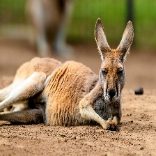 动物图像分类数据集