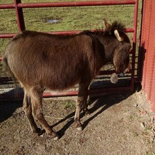 驴马斑马图像数据集