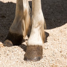 驴马斑马图像数据集