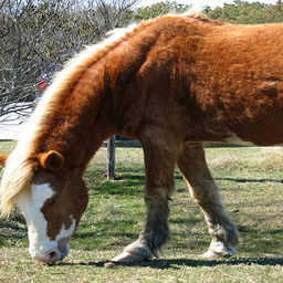 马到斑马转换数据集