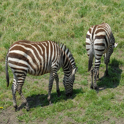 马到斑马转换数据集