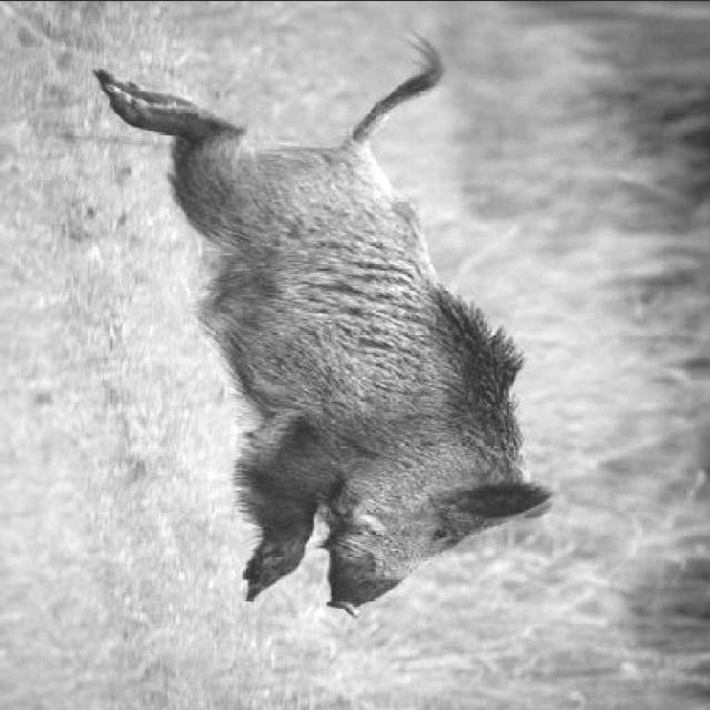 野生动物图像数据集