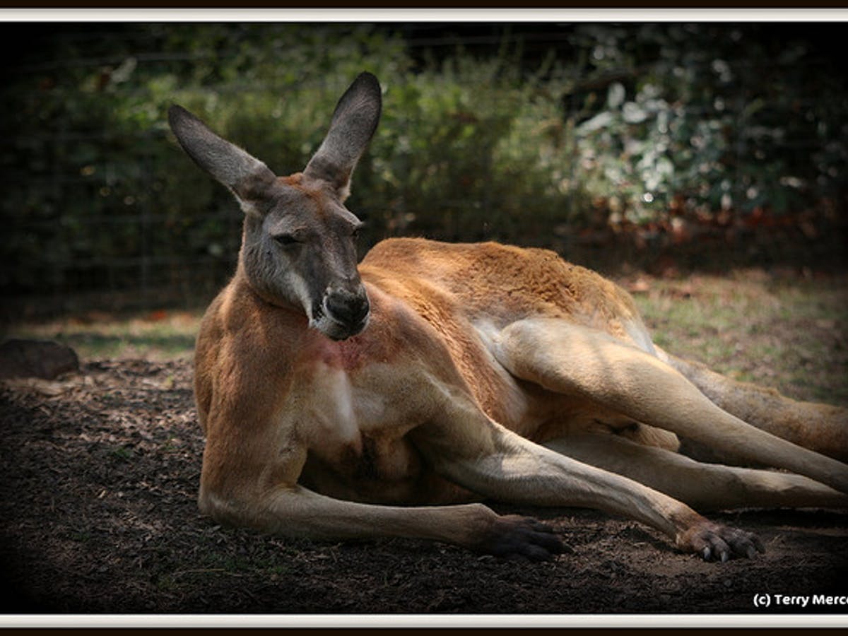 袋鼠检测数据集