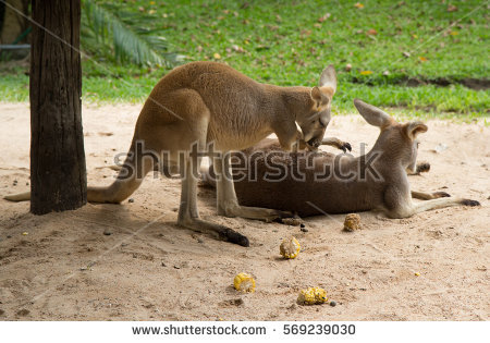 袋鼠目标检测数据集