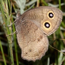 40种蝴蝶飞蛾图像数据集