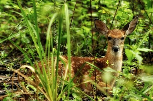 15类动物图像数据集2