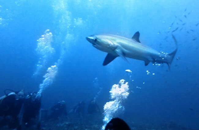 鲨鱼物种识别数据集